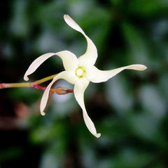 Cryptolepis capensis