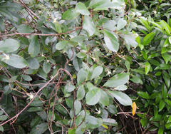 Cryptolepis capensis