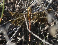 Zosteraeschna minuscula