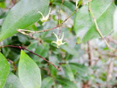 Cryptolepis capensis