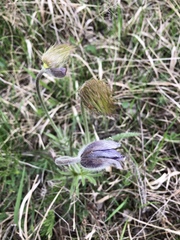 Pulsatilla