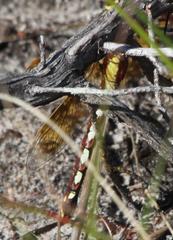 Zosteraeschna minuscula