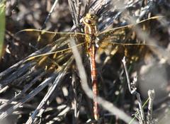 Zosteraeschna minuscula