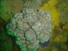 Eunephthya thyrsoidea