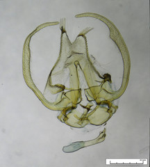 Stangeia xerodes