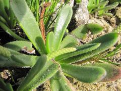 Plantago carnosa