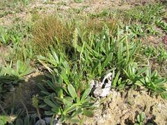 Plantago carnosa