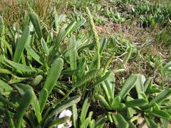 Plantago carnosa