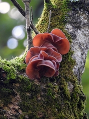 Auricularia angiospermarum