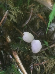 Cudonia grisea