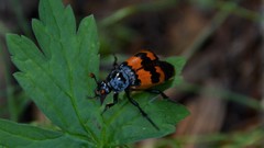 Nicrophorus investigator