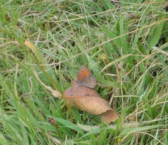 Cyllopsis pertepida pertepida