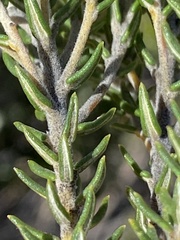 Phylica lanata