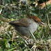 Cisticolas - Photo (c) Colin Ralston, some rights reserved (CC BY-NC)