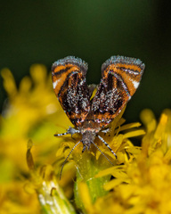 Prochoreutis inflatella