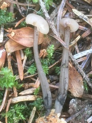 Cudonia grisea