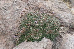 Limonium minutum