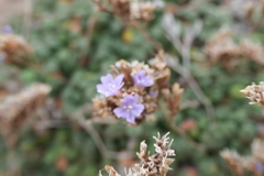 Limonium minutum