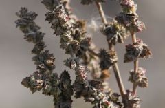 Atriplex intracontinentalis