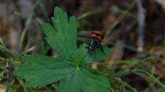 Nicrophorus investigator