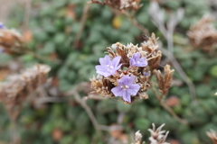 Limonium minutum