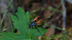 Nicrophorus investigator