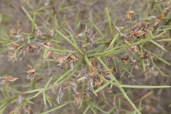 Genista tricuspidata