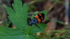 Nicrophorus investigator