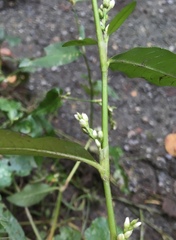Persicaria mitis