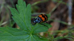 Nicrophorus investigator