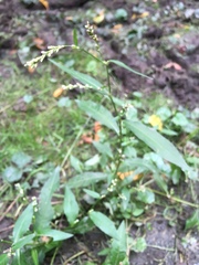 Persicaria mitis