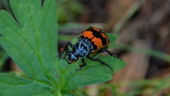 Nicrophorus investigator
