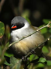 Coccopygia melanotis