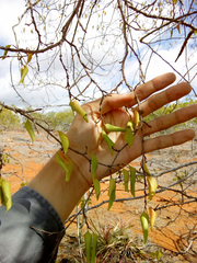 Sebastiania macrocarpa