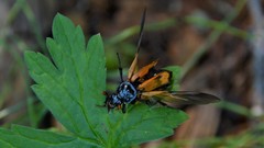 Nicrophorus investigator