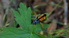 Nicrophorus investigator