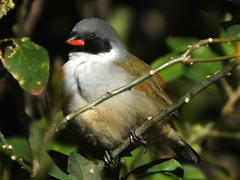 Coccopygia melanotis