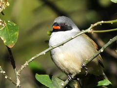 Coccopygia melanotis