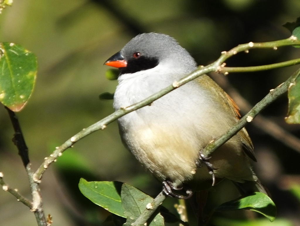 Swee Waxbill