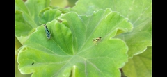 Sibovia sagata