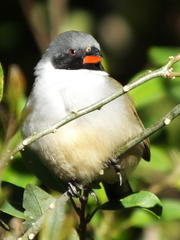 Coccopygia melanotis