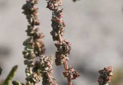 Atriplex intracontinentalis