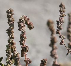Atriplex intracontinentalis