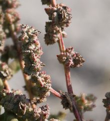 Atriplex intracontinentalis