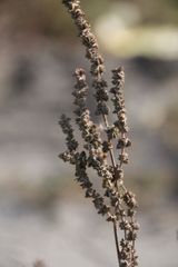 Atriplex intracontinentalis