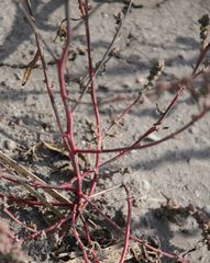 Atriplex intracontinentalis
