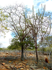 Anadenanthera colubrina cebil