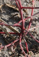 Atriplex intracontinentalis