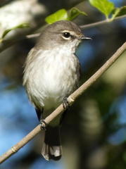 Muscicapa adusta adusta