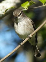 Muscicapa adusta adusta